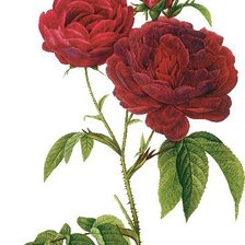 Оригинал схемы вышивки «Винтажные розы» (№1006263)