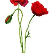 Схема вышивки «№1006478»