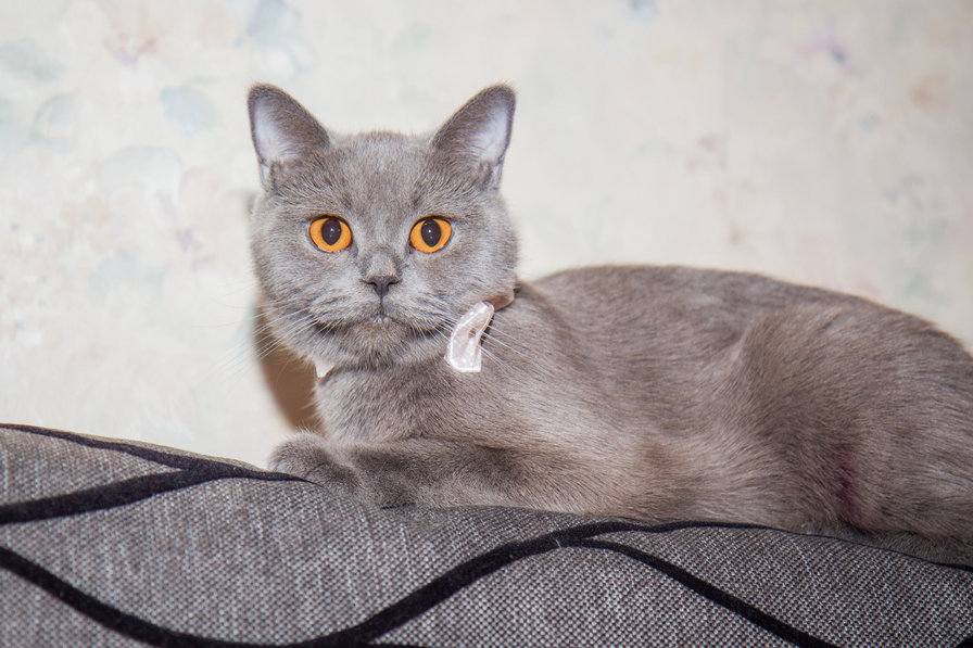 БОНЕЧКА2 - оригинал