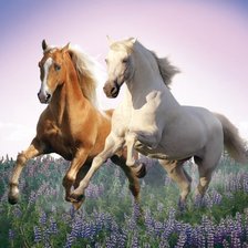 Схема вышивки «кони»