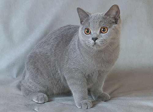 БОСЕНЬКА4 - оригинал