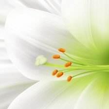 Схема вышивки «нежность»