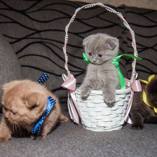 Схема вышивки «котята»