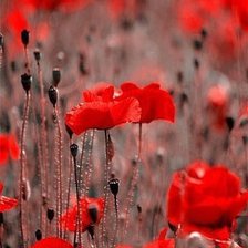 Схема вышивки «№1006900»