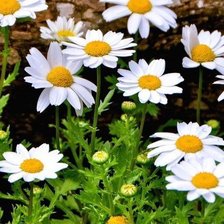 Схема вышивки «№1006901»