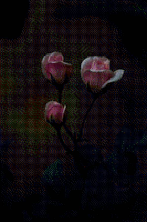 №1006911 - цветы, розы - предпросмотр