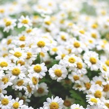 Схема вышивки «№1006989»