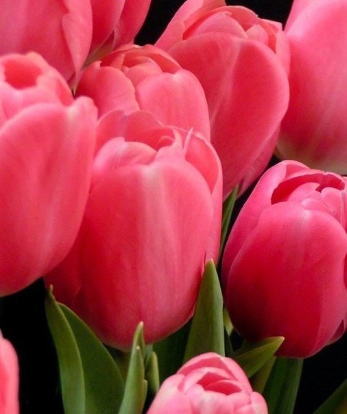 №1007022 - цветы, тюльпаны - оригинал