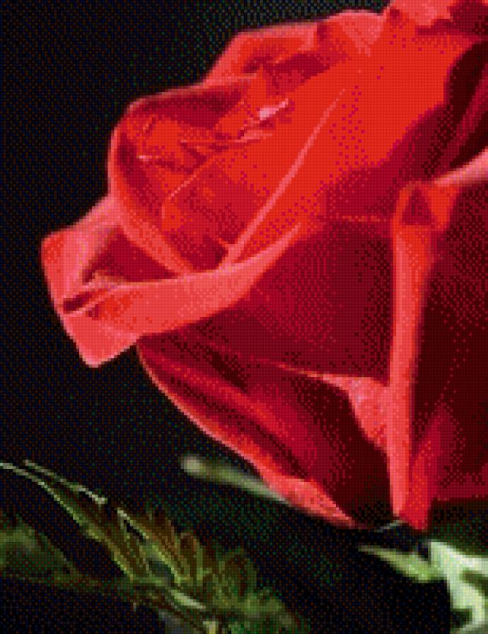 №1007032 - цветы, розы - предпросмотр