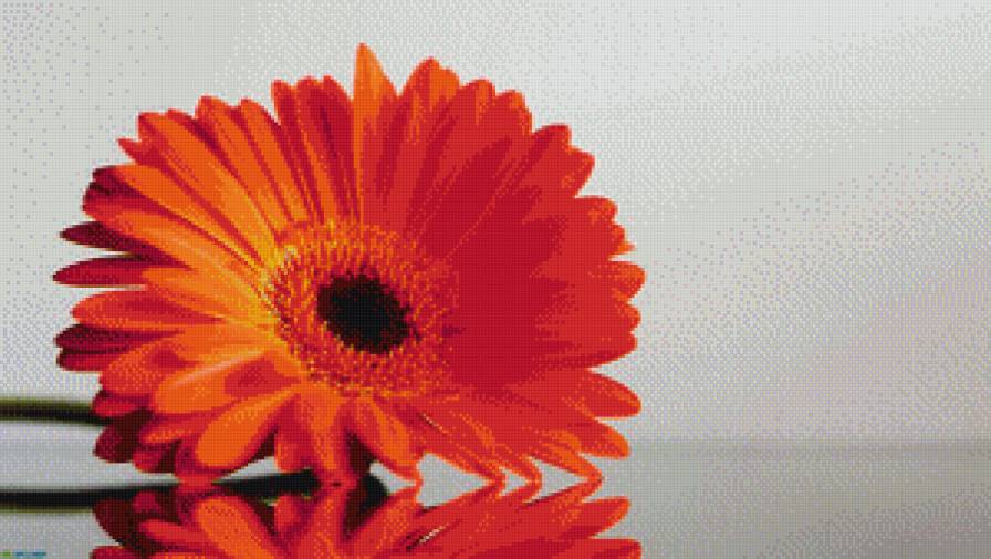 гербера - предпросмотр