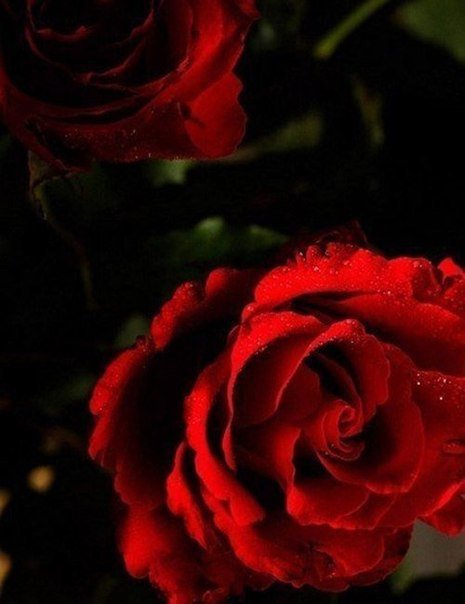 №1007157 - цветы, розы - оригинал