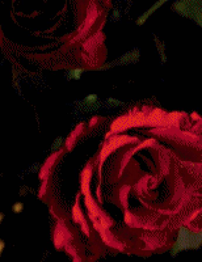 №1007157 - цветы, розы - предпросмотр