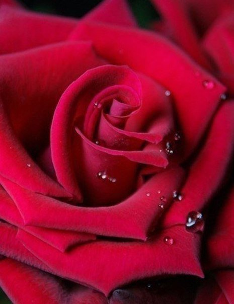 №1007161 - цветы, розы - оригинал