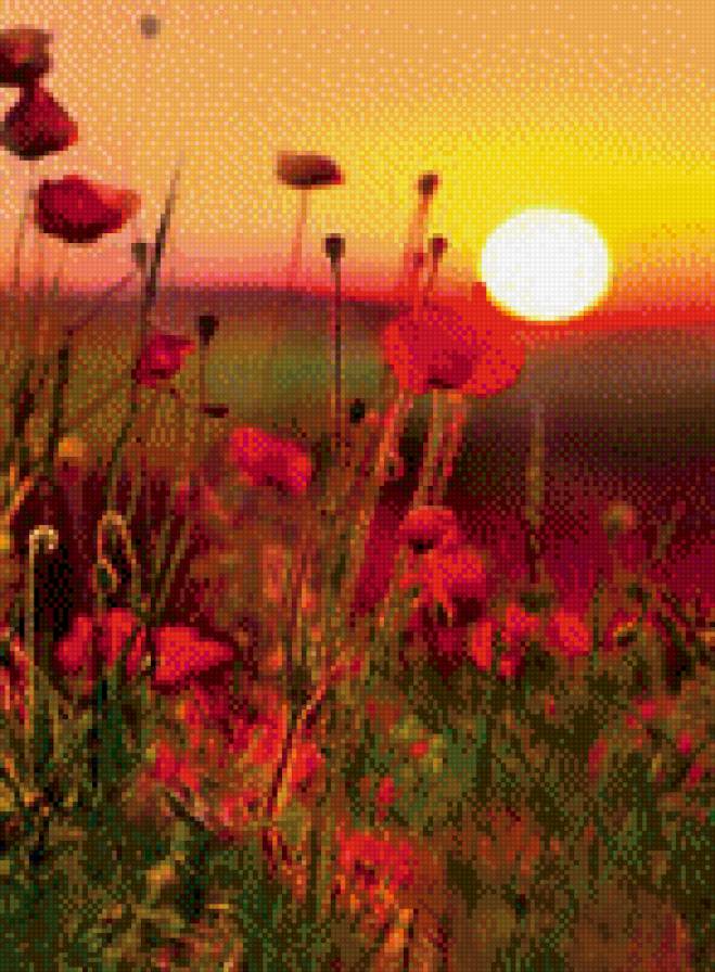 №1007175 - цветы, маки - предпросмотр