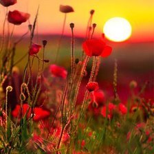 Схема вышивки «№1007175»