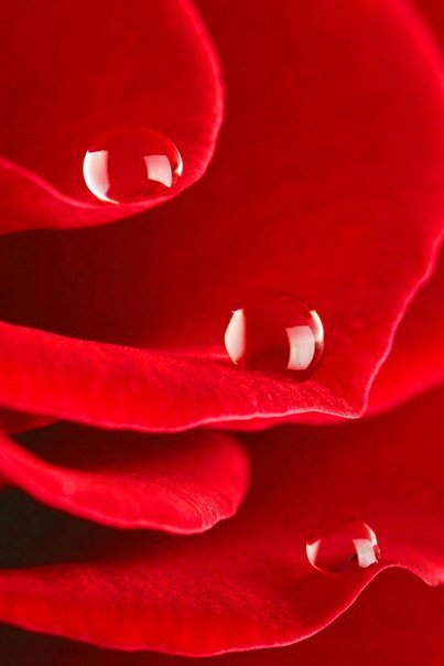 №1007261 - лепесток, цветы, розы - оригинал