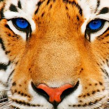 Схема вышивки «тигр»