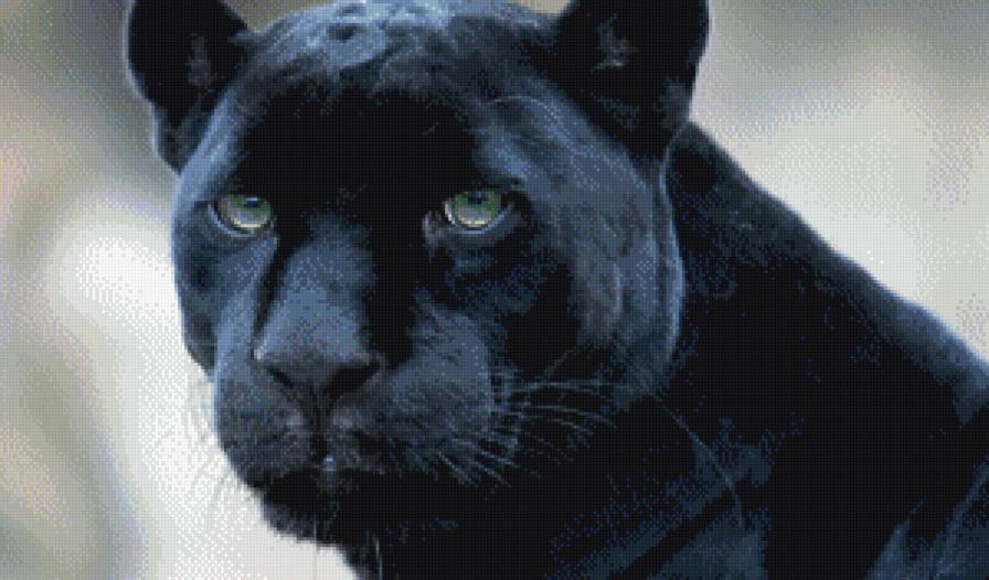 пантера - животные - предпросмотр