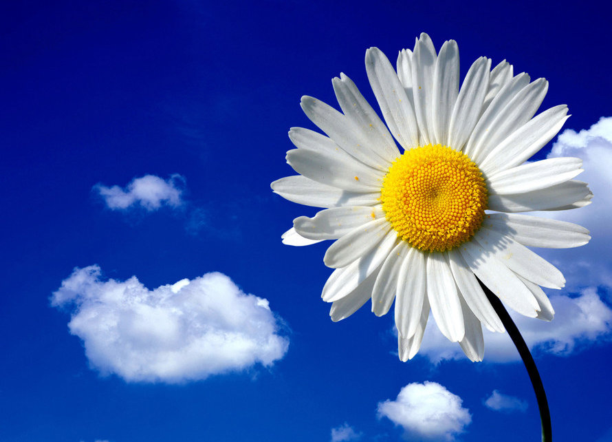 Ромашка - оригинал