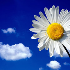 Схема вышивки «Ромашки»