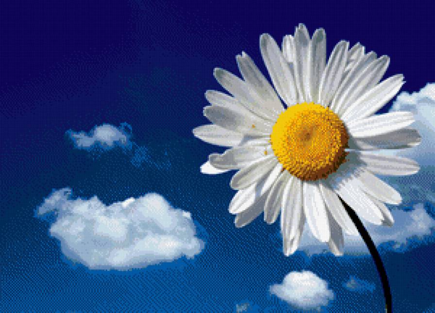 Ромашка - цветы, ромашка - предпросмотр