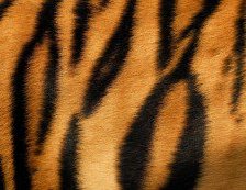 Схема вышивки «Шкура тигра»