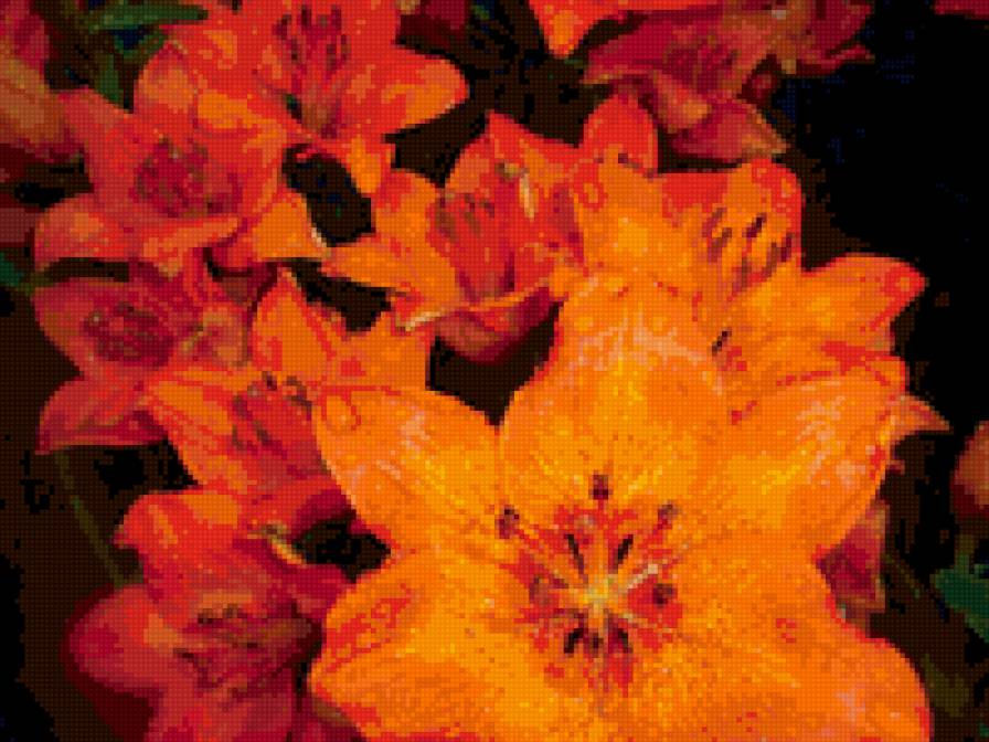 Лилии - лилии, цветы, роса - предпросмотр