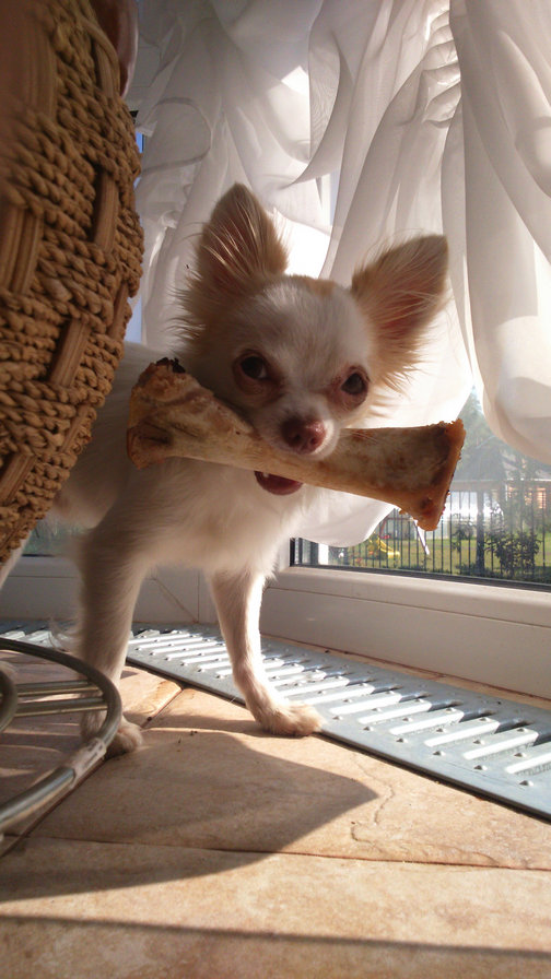 Йодик - собаки - оригинал