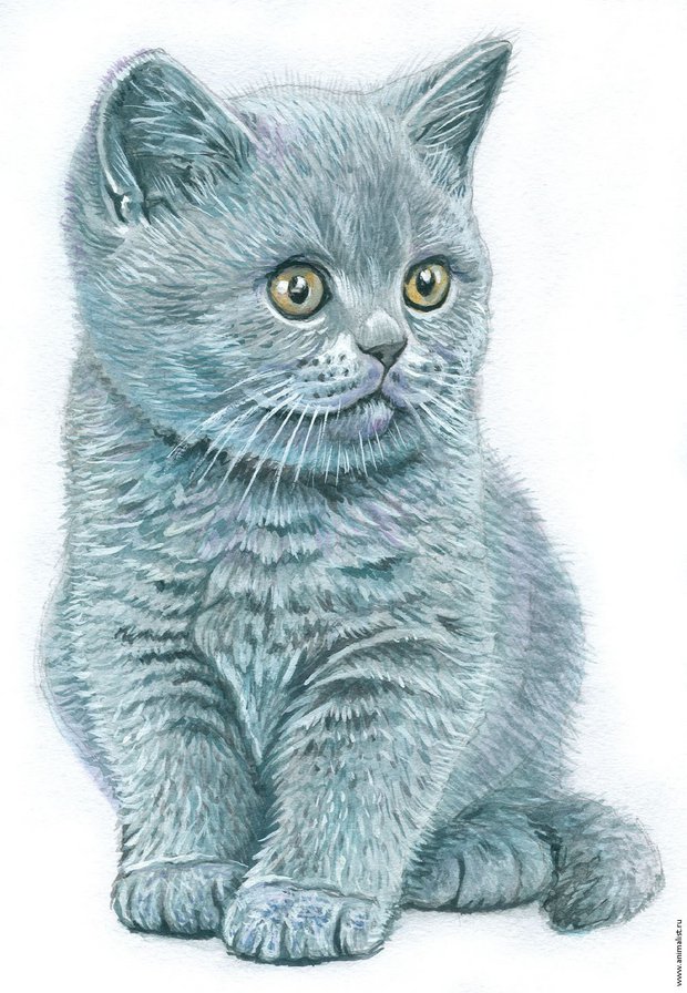 cat - оригинал