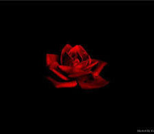 Схема вышивки «Роза»