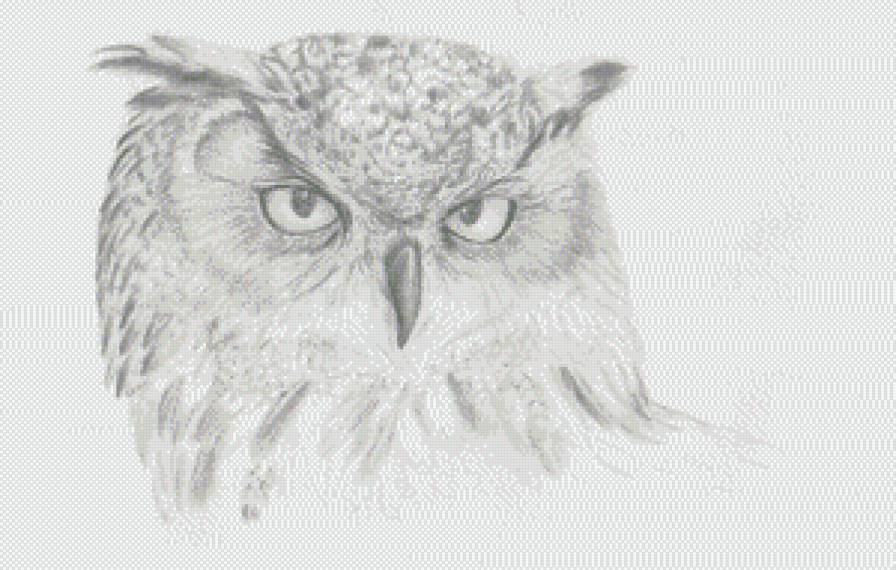 сова - сова, птицы, природа - предпросмотр