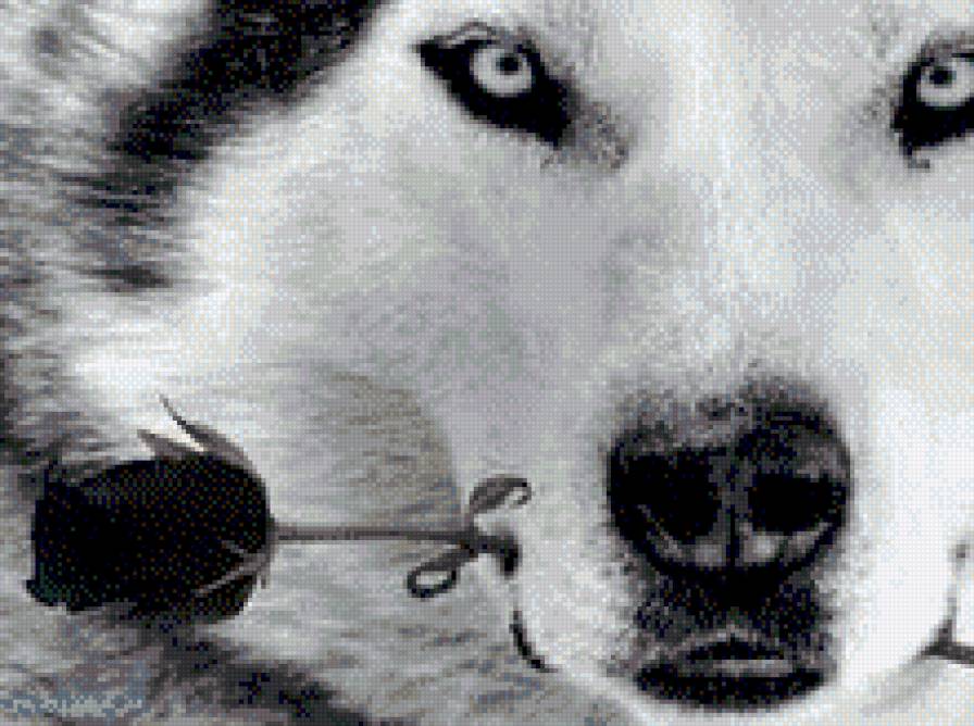 volk - предпросмотр