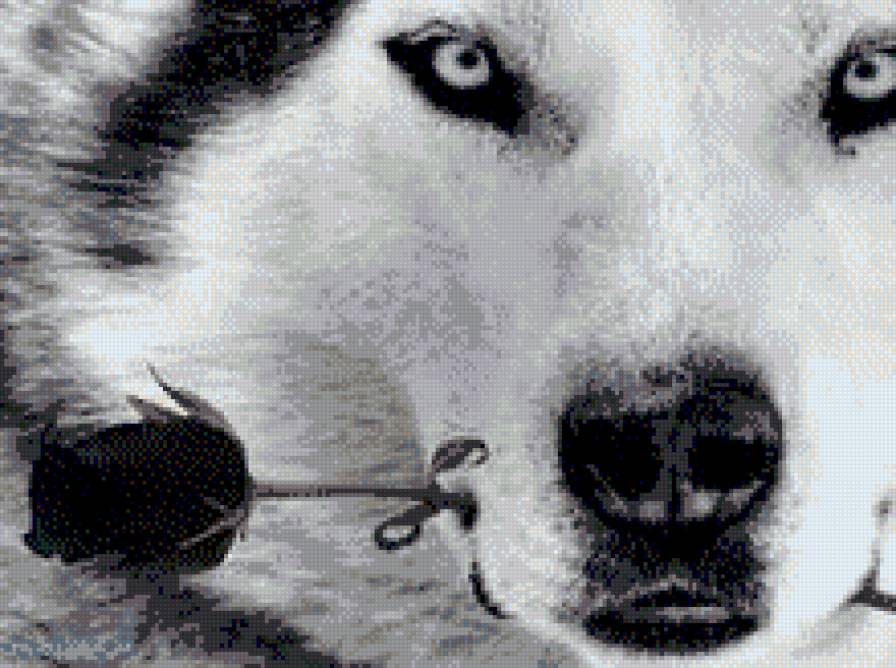 volk - предпросмотр