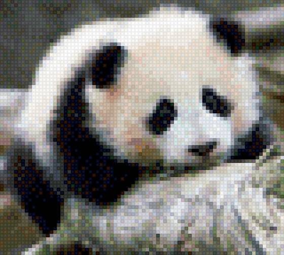 панда - животные, панды - предпросмотр