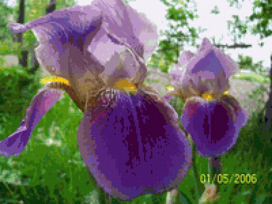 ирис - сад, цветы, ирис - предпросмотр