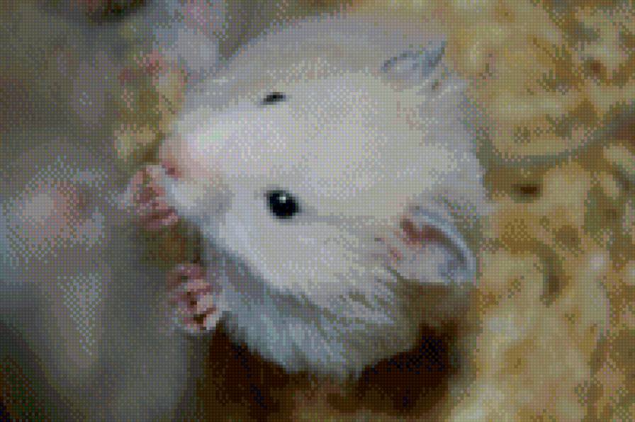 хомяк - хомяк, животное, домашний любимец, дом - предпросмотр