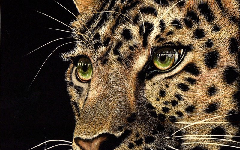 в мире животных - леопарды, животные - оригинал