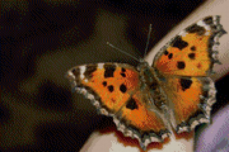 бабочка - бабочка - предпросмотр