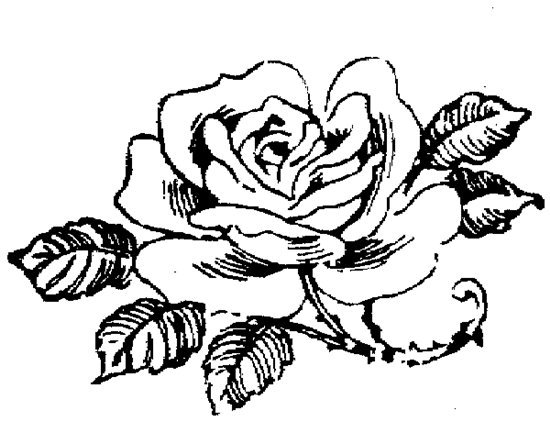 Оригинал схемы вышивки «Роза графика» (№1010069) - Вышивка крестом