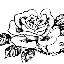 Схема вышивки «Роза графика»