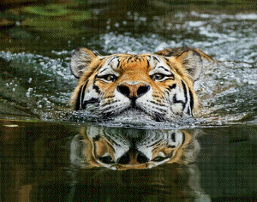 в  воде - вода, тигр - предпросмотр