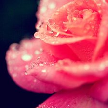 Схема вышивки «розовая роза»