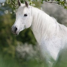 Схема вышивки «лошадь»