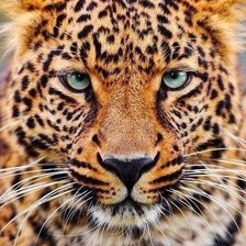 Схема вышивки «гепард»