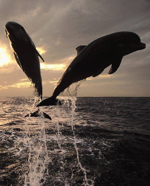 дельфины - дельфины - оригинал