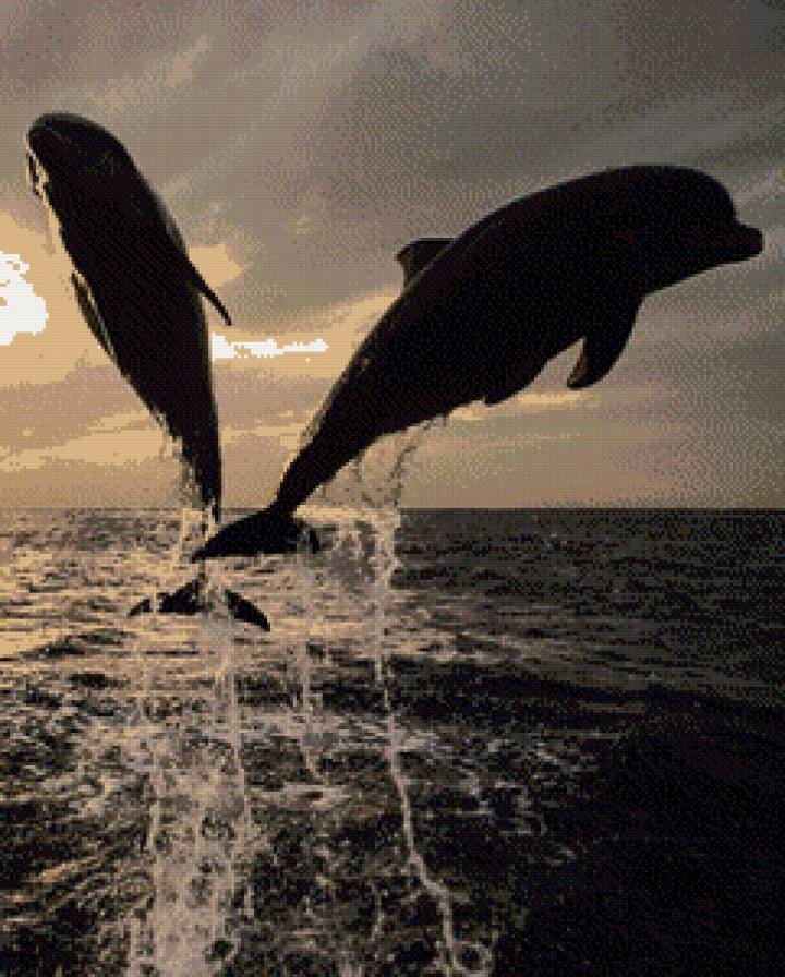 дельфины - дельфины - предпросмотр