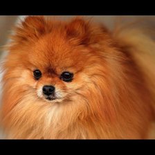 Схема вышивки «Банди»