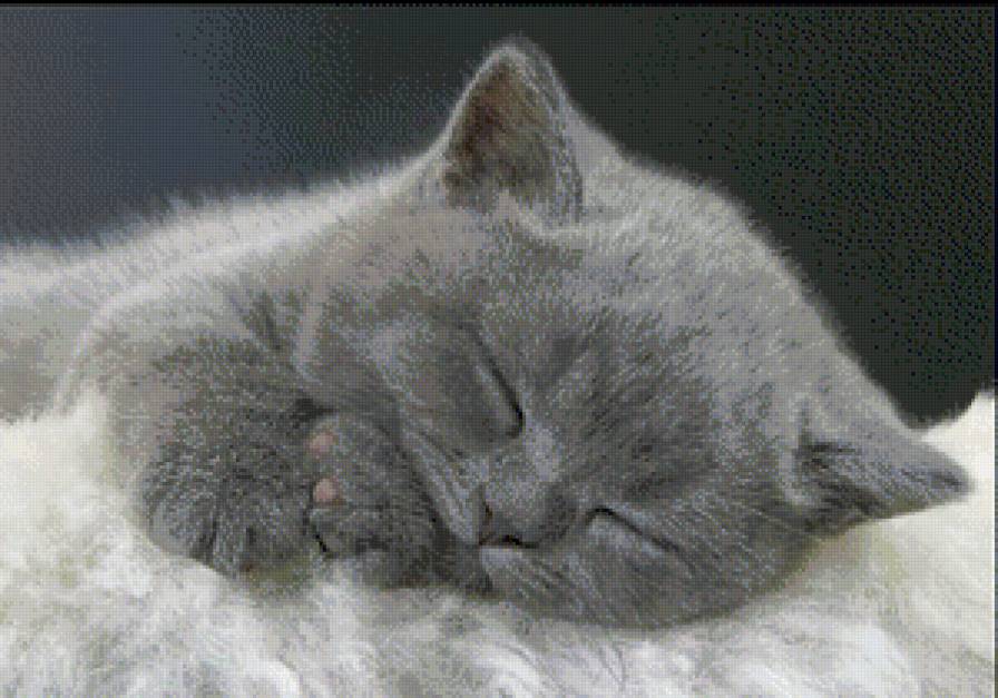 котёнок - сон, котенок - предпросмотр