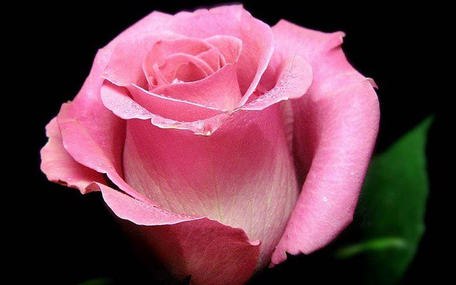 Одинокая роза - букет, цветы, розы, роза - оригинал