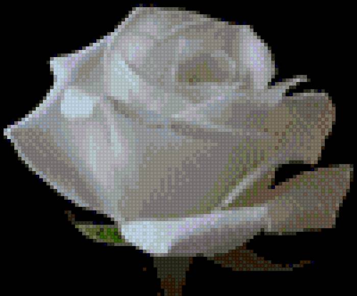 белая роза - цветы, роза, розы, букет, черный фон - предпросмотр
